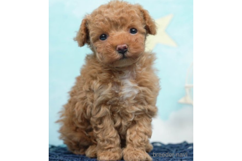 成約済の千葉県のタイニープードル-225160の1枚目